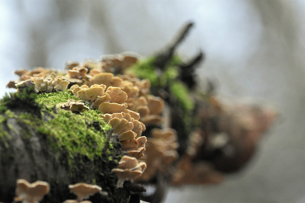 支付宝实名认证：购买马桶平台