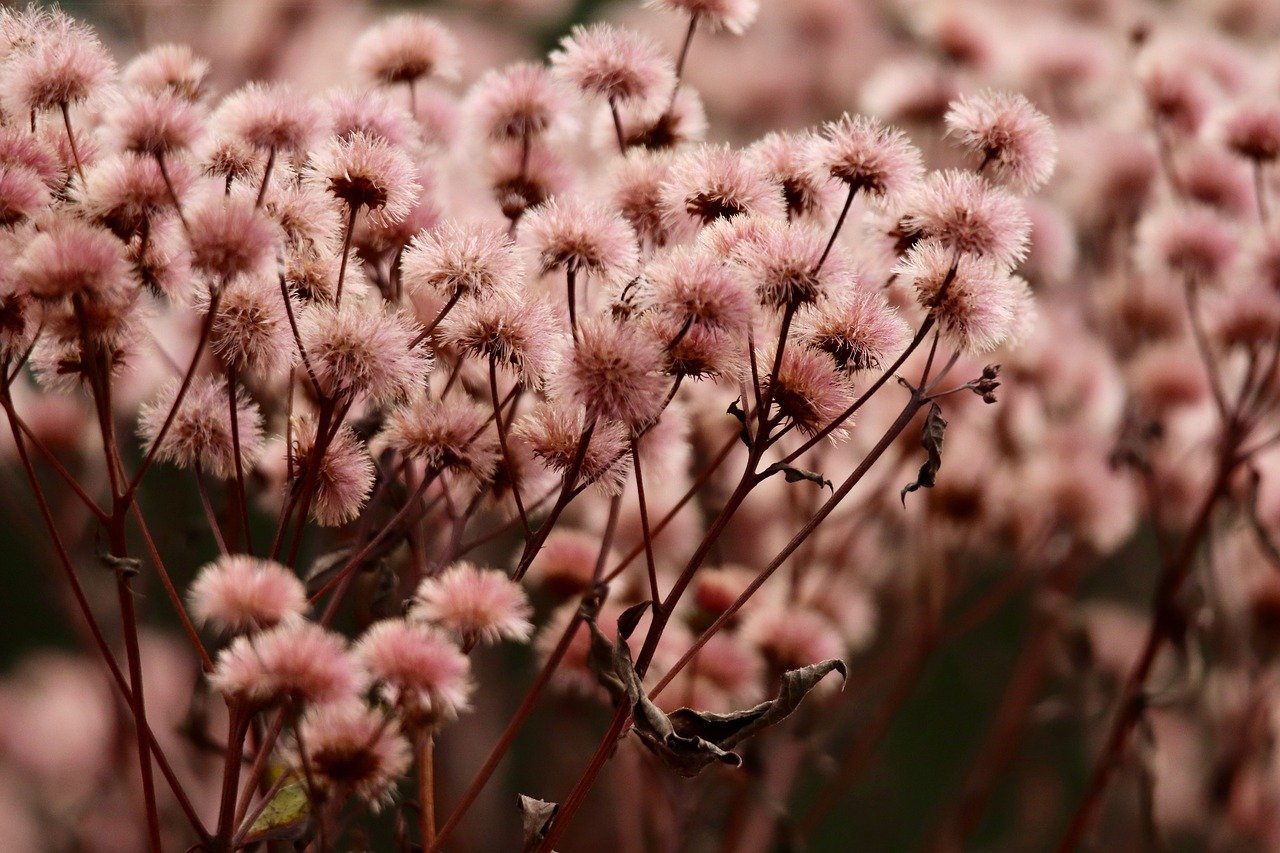 斗战神：威士忌线上购买平台